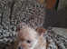 Gorgeous Chorkies 2boys left from a litter of 4 ready 21st September one boy has rosette fur
