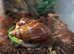2 Giant African land snails with full set up