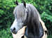 Arabian Stud Reduction