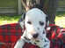 Dalmatian Puppies For Sale