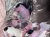 Pure Chinese crested puppies