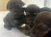 9 Stunning Doberman Mix Puppies - Energetic, Loyal, and Ready for Their Forever Homes! 5 Girls & 4 Boys