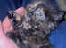 Play-full healthy kittens two fluffy black and two mixed colors