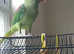 Alexandrine parakeet for sale