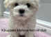 Two Maltese girls for a sale