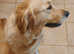 2 CHUNKY GOLDEN RETRIEVER PUPPYS
