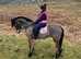 Hewid True Dancer - Rio is a 15.3h 4 year old Welsh Sec D