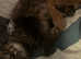 Half Maine coon Beautiful kittens for sale