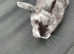 2 beautiful rabbits left