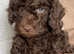 Cockapoo puppies ready now