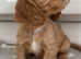 Cavapoo puppies