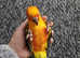 2 tame Conures for sale and set up