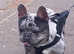 Male french buldog Merle 18 month old