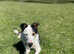 Beautiful Border Collie Girl
