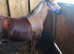 Beautiful 2yr filly 4 whites