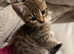 Tabby kitten cross