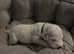beautiful KC registered litter of Dalmations