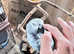 Fully hand raised African gray parrot