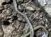 Trinket snake at Birmingham Reptiles