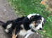 Ben collie dog