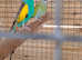 Hooded parakeets