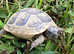Garden Tortoises LAST TWO - Delivery Nationwide