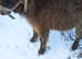 Yearling filly. Miniature spotted  X miniature shetland