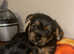 Two boys and one girl available