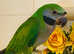 Stunning young darbyan parrot
