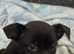 Jack Russell mix puppies ready for their forever homes
