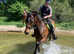 Quality 16.3hh All rounder Anglo Arab Gelding