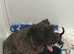 Miniature schnauzer puppies for sale