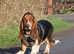 Tri Basset Boy FOR STUD ONLY! Health clear, 100% Motility!