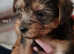 Five gorgeous Yorkshire terrier pups 2 boys and 3 girls