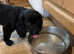 Cocker spaniel