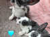 Gorgeous velvet mini rex boys