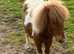 Mini Shetland colt 2 years old