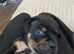 Staffy x old tyme bulldog