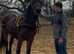 Old fashioned Section d mare
