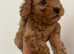 Miniature poodle puppies