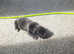 American bully standard