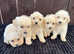 F1 goldendoodle 3 girls available
