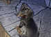2 mini Dachshund older pups.