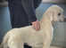 Huge white KC stud boy