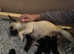 French/pug/cockapoo puppies