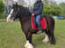13.2hh cob gelding 11 years old