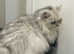 Two Beautiful Chinchilla Persian Female Cats