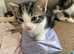 Kittens ready now