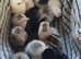 Chicks - Pekin Bantam day old