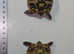 Herman tortoise Eastern amd western Cb june 2024